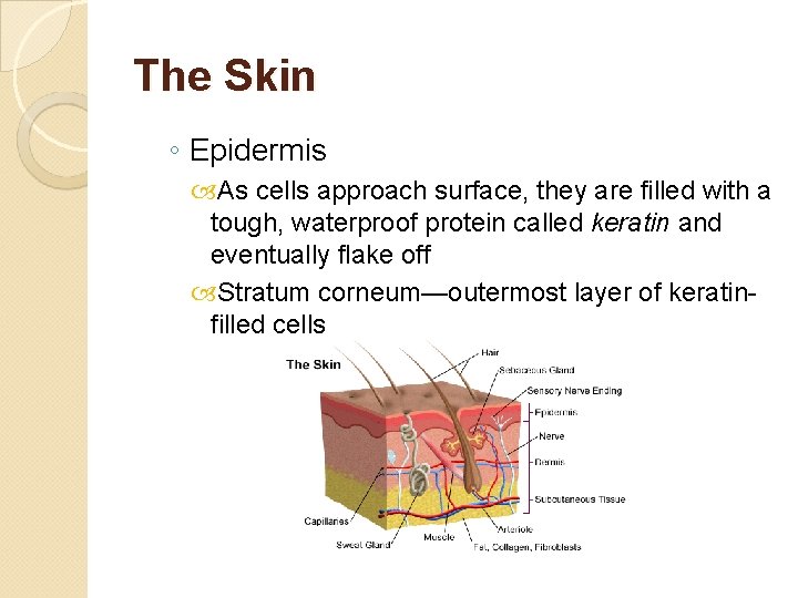 The Skin ◦ Epidermis As cells approach surface, they are filled with a tough,