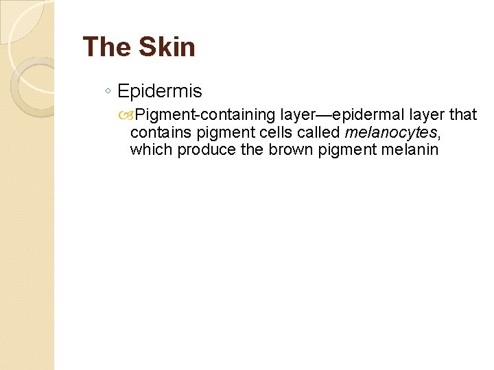 The Skin ◦ Epidermis Pigment-containing layer—epidermal layer that contains pigment cells called melanocytes, which