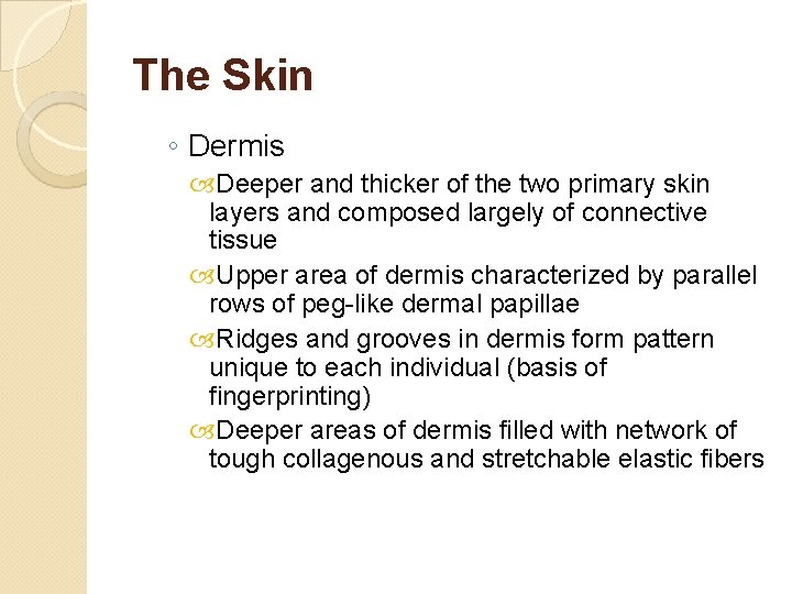 The Skin ◦ Dermis Deeper and thicker of the two primary skin layers and