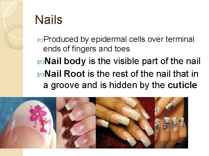 Nails Produced by epidermal cells over terminal ends of fingers and toes Nail body