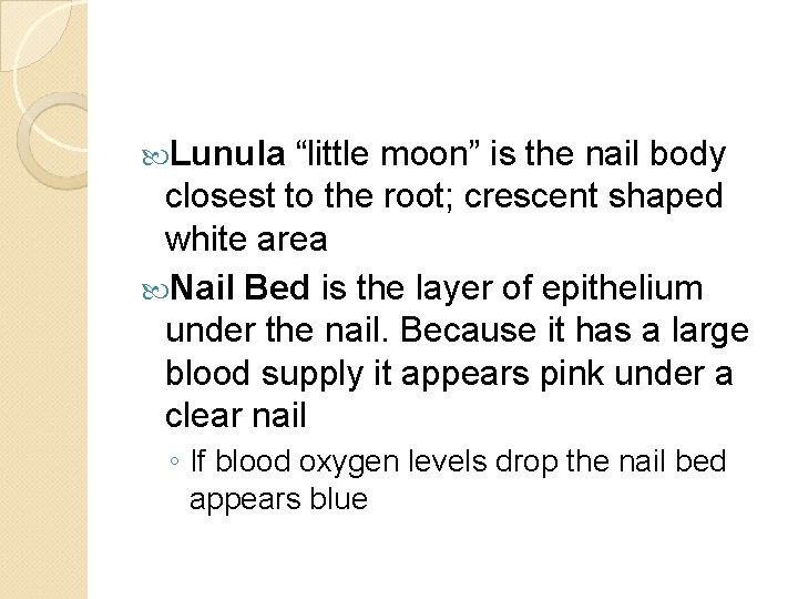  Lunula “little moon” is the nail body closest to the root; crescent shaped