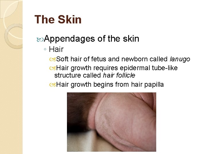 The Skin Appendages of the skin ◦ Hair Soft hair of fetus and newborn