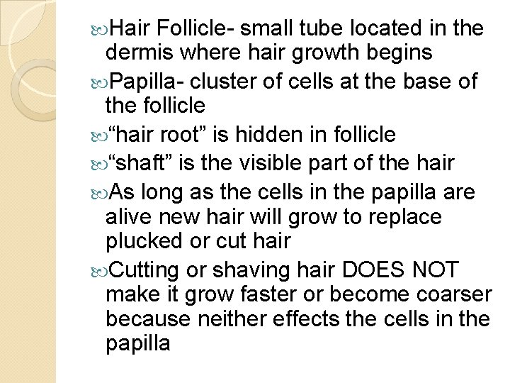  Hair Follicle- small tube located in the dermis where hair growth begins Papilla-