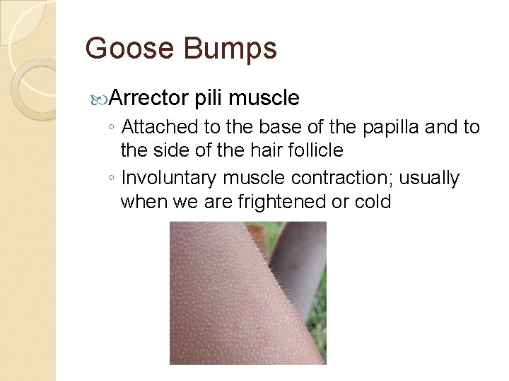 Goose Bumps Arrector pili muscle ◦ Attached to the base of the papilla and