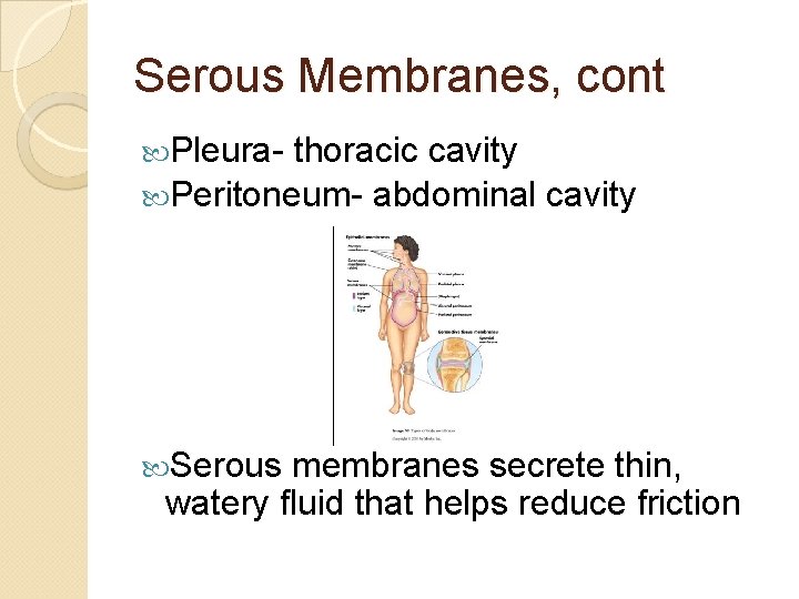 Serous Membranes, cont Pleura- thoracic cavity Peritoneum- abdominal cavity Serous membranes secrete thin, watery