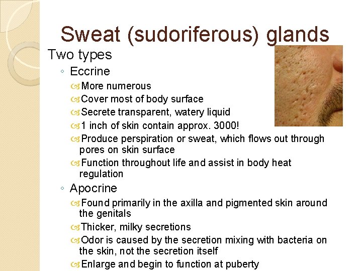 Sweat (sudoriferous) glands Two types ◦ Eccrine More numerous Cover most of body surface