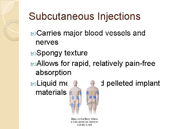Subcutaneous Injections Carries major blood vessels and nerves Spongy texture Allows for rapid, relatively