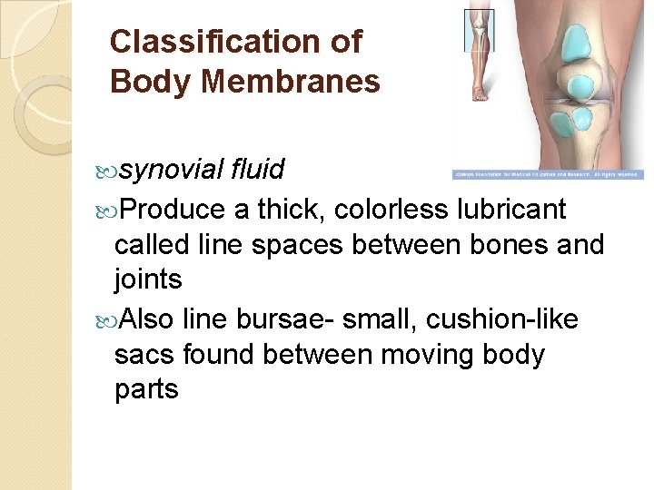 Classification of Body Membranes synovial fluid Produce a thick, colorless lubricant called line spaces