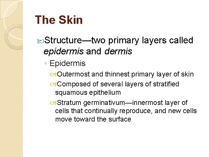 The Skin Structure—two primary layers called epidermis and dermis ◦ Epidermis Outermost and thinnest
