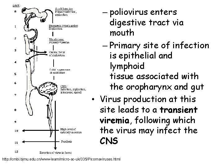 – poliovirus enters digestive tract via mouth – Primary site of infection is epithelial