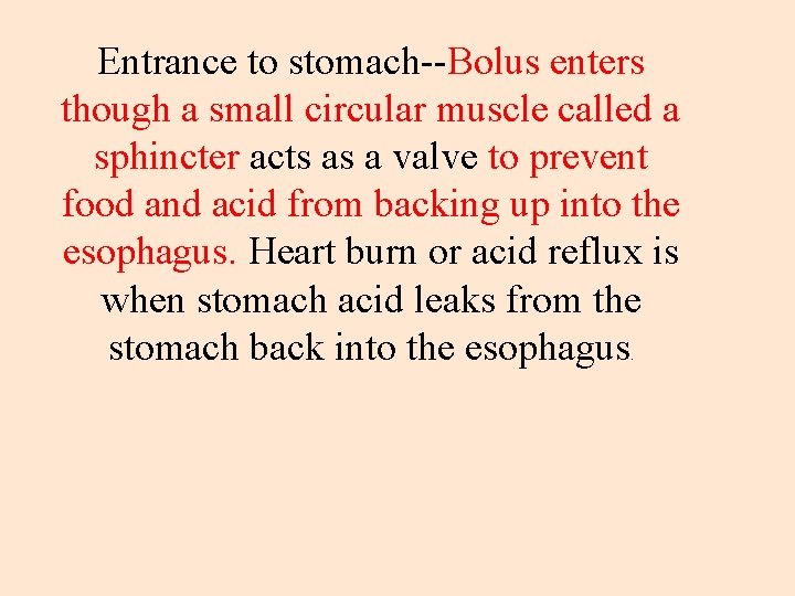 Entrance to stomach--Bolus enters though a small circular muscle called a sphincter acts as