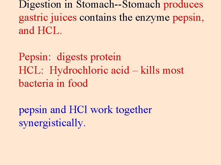 Digestion in Stomach--Stomach produces gastric juices contains the enzyme pepsin, and HCL. Pepsin: digests