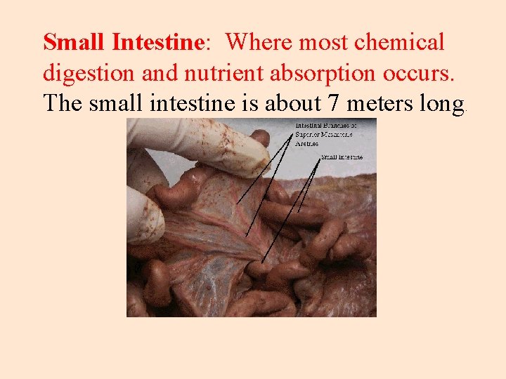 Small Intestine: Where most chemical digestion and nutrient absorption occurs. The small intestine is