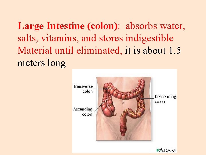 Large Intestine (colon): absorbs water, salts, vitamins, and stores indigestible Material until eliminated, it