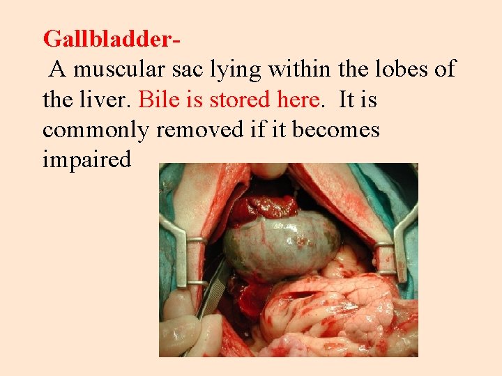 Gallbladder. A muscular sac lying within the lobes of the liver. Bile is stored