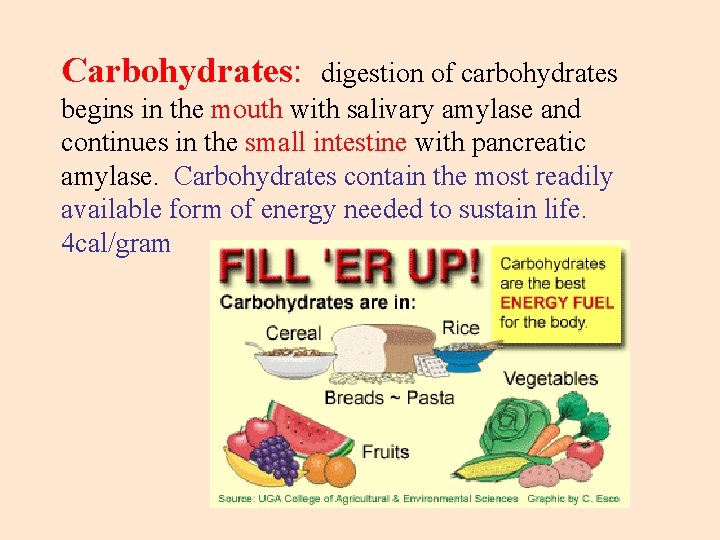 Carbohydrates: digestion of carbohydrates begins in the mouth with salivary amylase and continues in