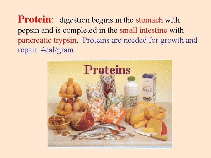 Digestion Purpose of digestive system to break down