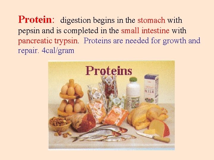 Protein: digestion begins in the stomach with pepsin and is completed in the small