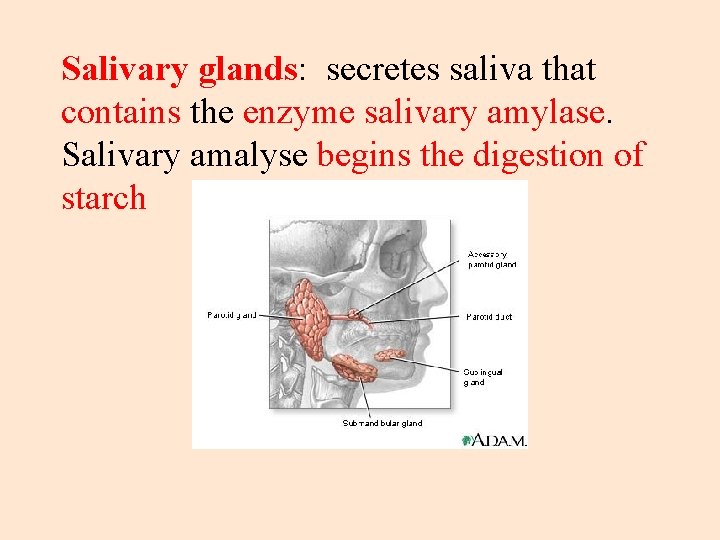 Salivary glands: secretes saliva that contains the enzyme salivary amylase. Salivary amalyse begins the