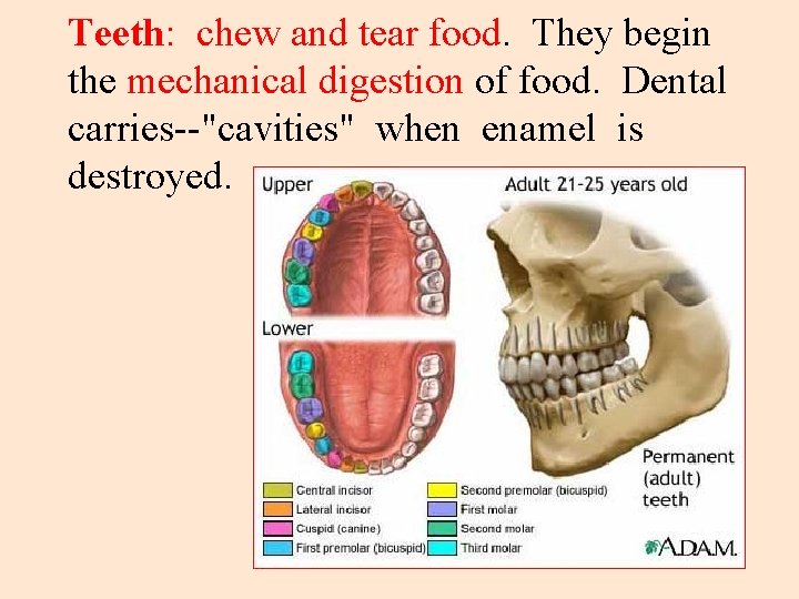 Teeth: chew and tear food. They begin the mechanical digestion of food. Dental carries--"cavities"