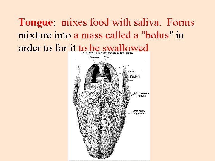 Tongue: mixes food with saliva. Forms mixture into a mass called a "bolus" in