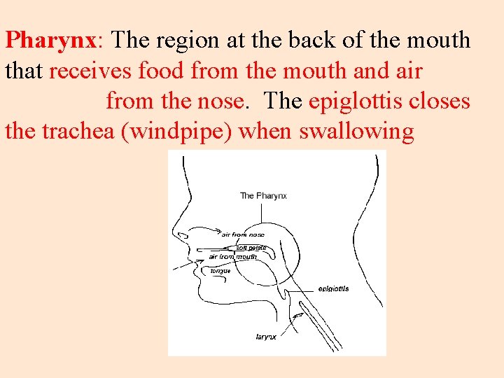 Pharynx: The region at the back of the mouth that receives food from the