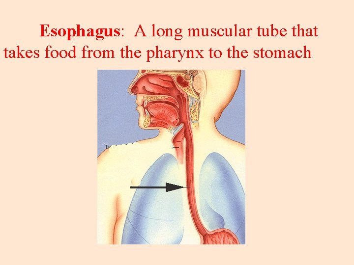 Esophagus: A long muscular tube that takes food from the pharynx to the stomach