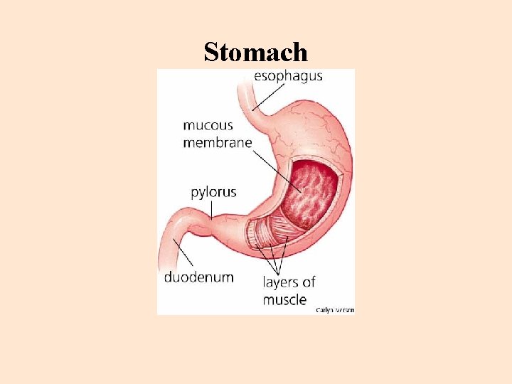 Stomach 