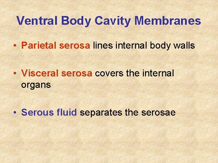 Ventral Body Cavity Membranes • Parietal serosa lines internal body walls • Visceral serosa