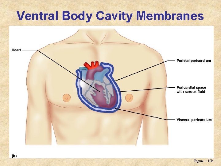 Ventral Body Cavity Membranes Figure 1. 10 b 