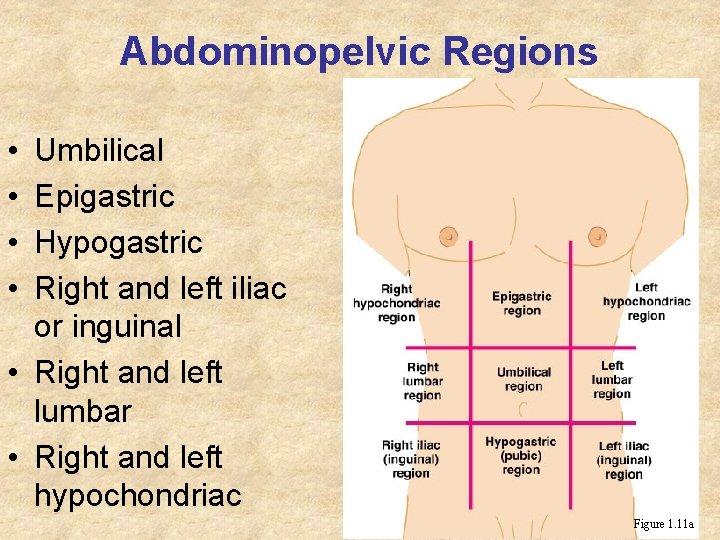 Abdominopelvic Regions • • Umbilical Epigastric Hypogastric Right and left iliac or inguinal •