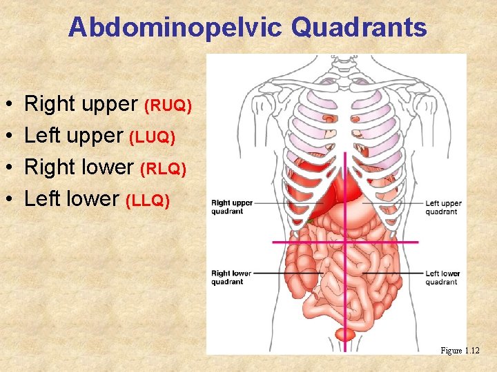 Abdominopelvic Quadrants • • Right upper (RUQ) Left upper (LUQ) Right lower (RLQ) Left