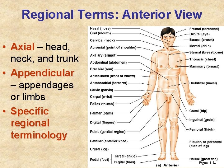 Regional Terms: Anterior View • Axial – head, neck, and trunk • Appendicular –