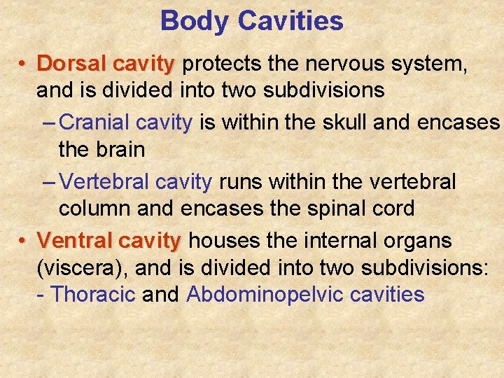 Body Cavities • Dorsal cavity protects the nervous system, and is divided into two