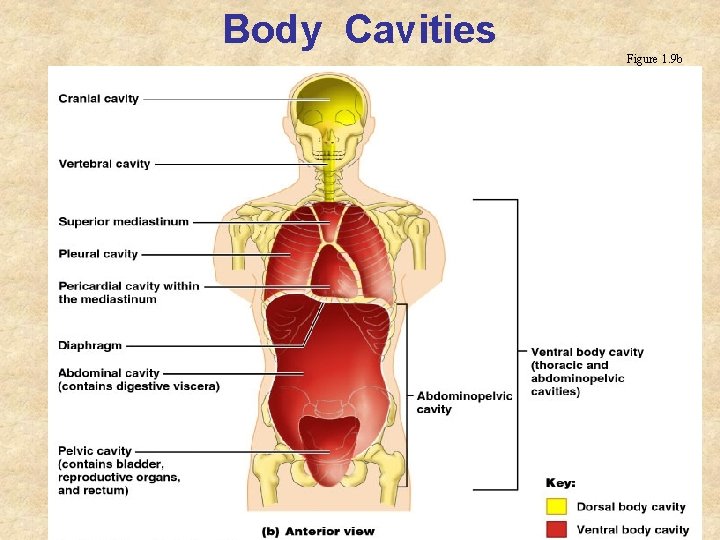 Body Cavities Figure 1. 9 b 