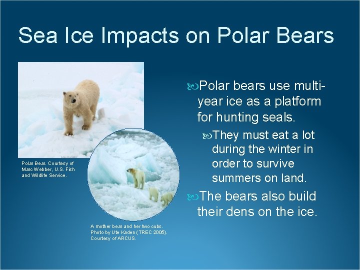 Sea Ice Impacts on Polar Bears Polar bears use multiyear ice as a platform