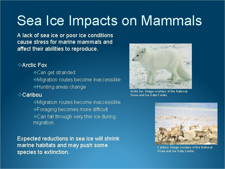 Sea Ice Impacts on Mammals A lack of sea ice or poor ice conditions