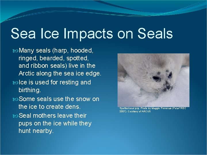 Sea Ice Impacts on Seals Many seals (harp, hooded, ringed, bearded, spotted, and ribbon