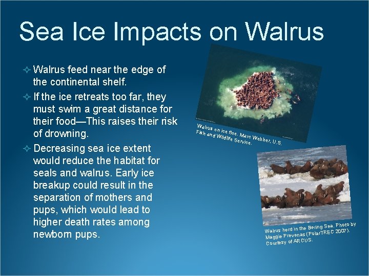 Sea Ice Impacts on Walrus ² Walrus feed near the edge of the continental