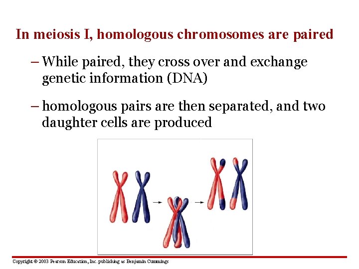 In meiosis I, homologous chromosomes are paired – While paired, they cross over and