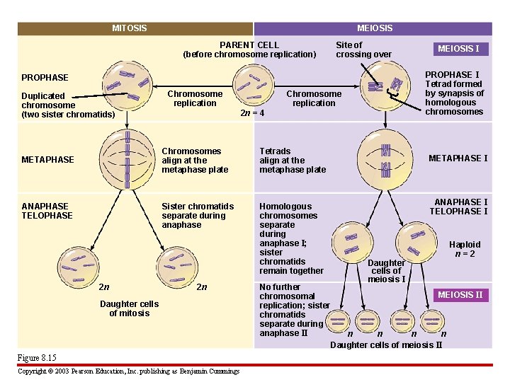 MITOSIS MEIOSIS PARENT CELL (before chromosome replication) Site of crossing over PROPHASE I Tetrad