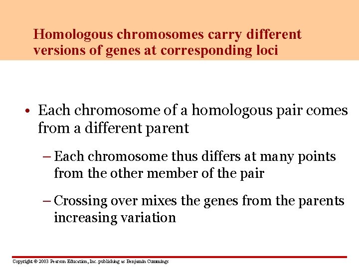 Homologous chromosomes carry different versions of genes at corresponding loci • Each chromosome of