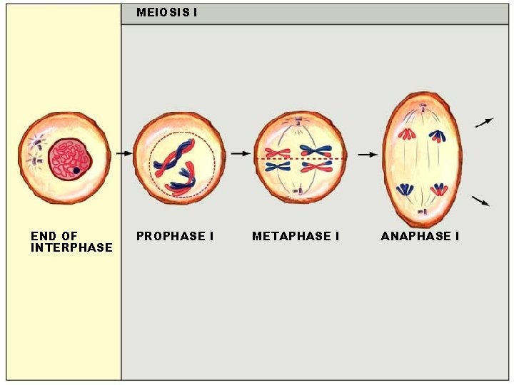 MEIOSIS I END OF INTERPHASE PROPHASE I METAPHASE I ANAPHASE I 