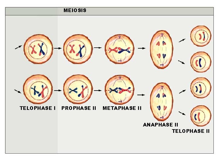 MEIOSIS TELOPHASE I PROPHASE II METAPHASE II ANAPHASE II TELOPHASE II 