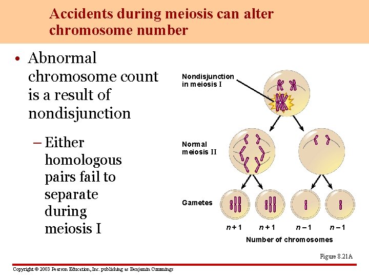 Accidents during meiosis can alter chromosome number • Abnormal chromosome count is a result