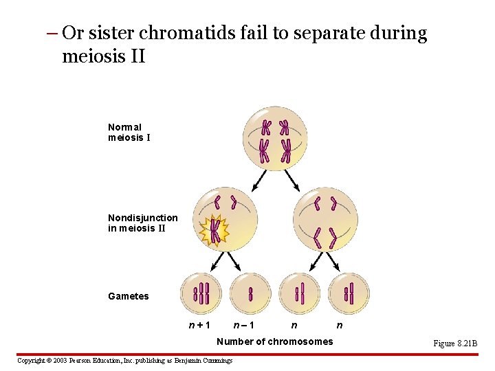 – Or sister chromatids fail to separate during meiosis II Normal meiosis I Nondisjunction