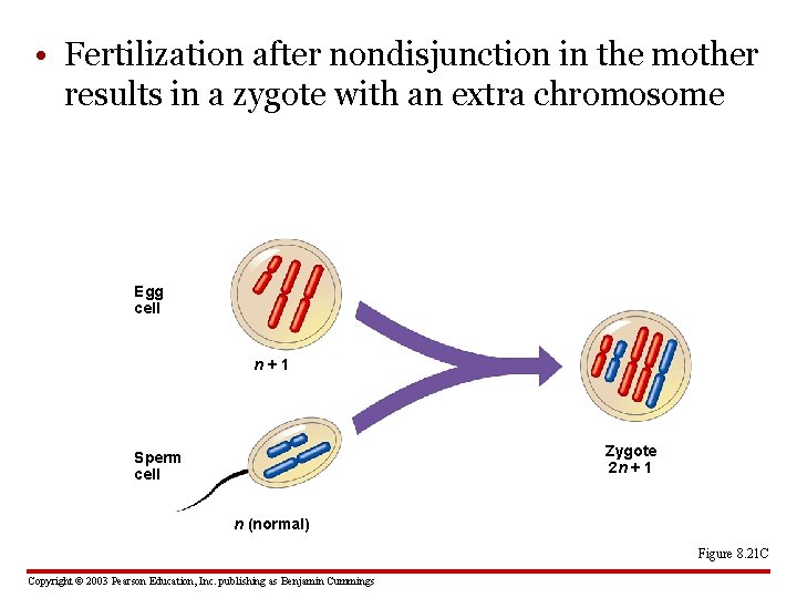  • Fertilization after nondisjunction in the mother results in a zygote with an