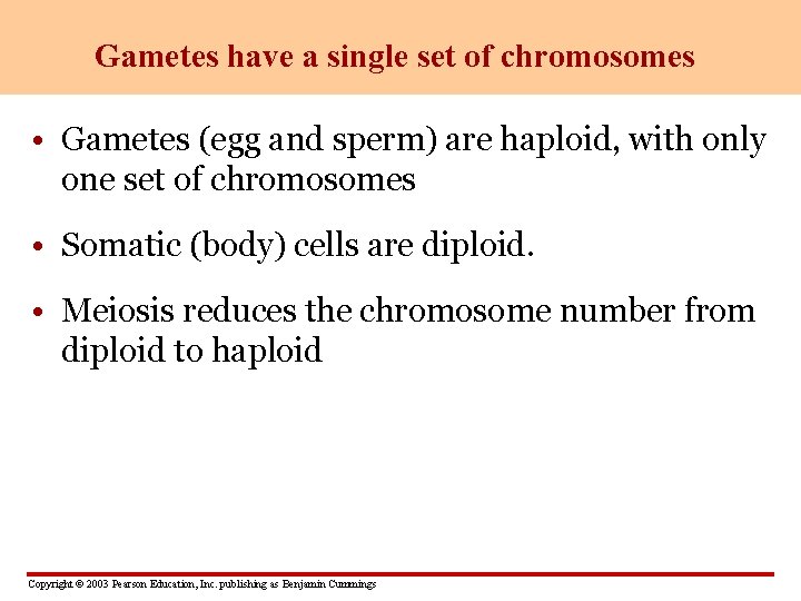 Gametes have a single set of chromosomes • Gametes (egg and sperm) are haploid,