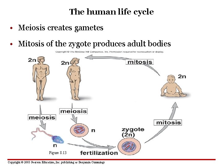 The human life cycle • Meiosis creates gametes • Mitosis of the zygote produces