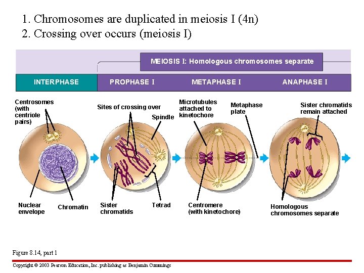 1. Chromosomes are duplicated in meiosis I (4 n) 2. Crossing over occurs (meiosis